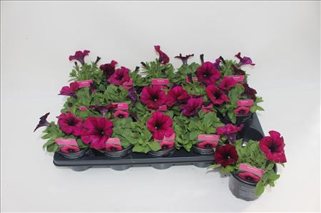 Petunia (Sanguna) Petunia (Sanguna)