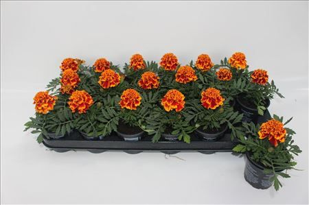 Tagetes (kleinbloemig)