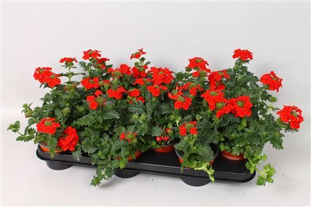 Verbena