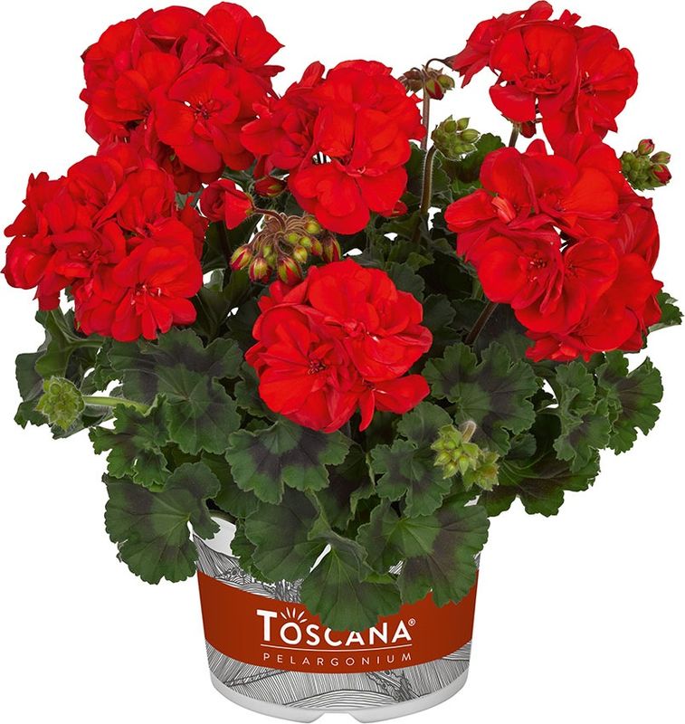 Zonale (rechtstaand) Dolce Vita Mylena Red Donker blad