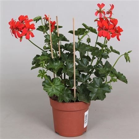 Peltatum (afhangend) Balkon Rood Enkelbloemig Peltatum (afhangend) Balkon Rood Enkelbloemig