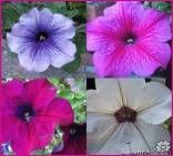 Hangpot Petunia (Sanguna) diameter pot 27cm antraciet enkelvoudig