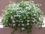 Hangpot Bacopa diameter pot 27cm antraciet enkelvoudig