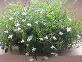 Hangpot Lobelia diameter pot 27cm antraciet enkelvoudig