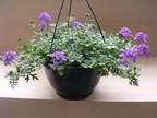Hangpot Calibrachoa diameter pot 27cm antraciet enkelvoudig