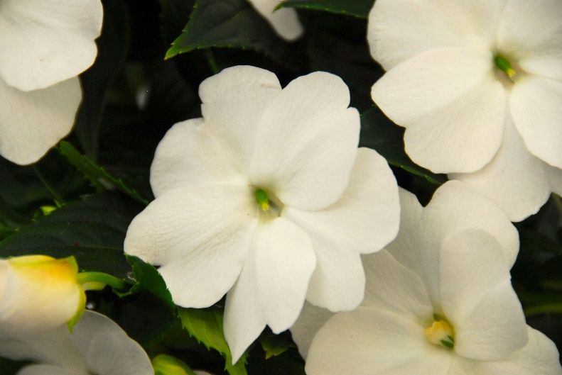 Impatiens Groot (Vlijtig liesje)