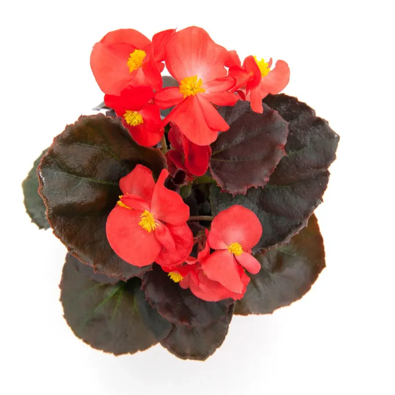 Begonia bruin blad