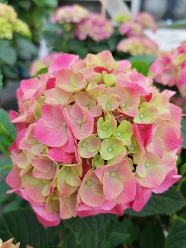Hortensia