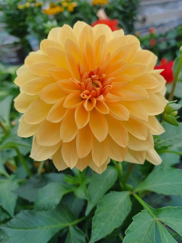 Dahlia