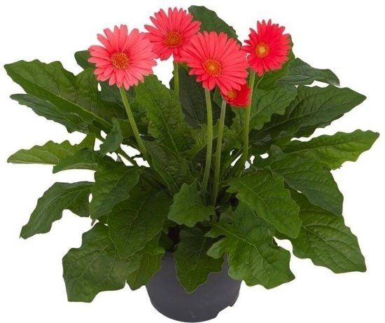 Garvinea pot