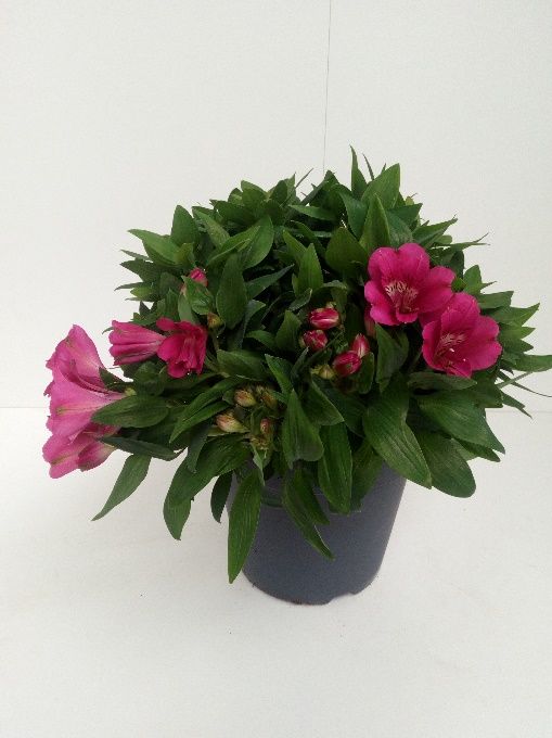 Alstroemeria in pot