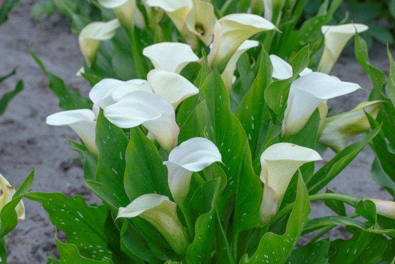 Zantedeschia / Calla Wit