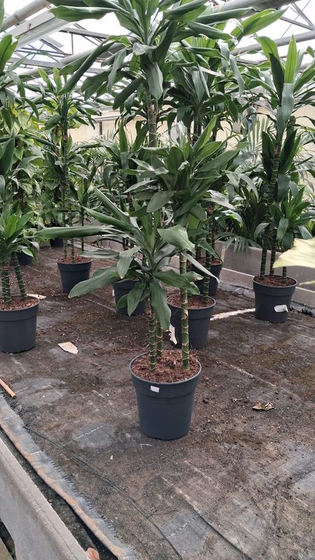 Dracaena 'Janet Craig' 3-stam