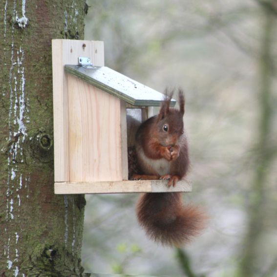 Eekhoornvoederhuisje