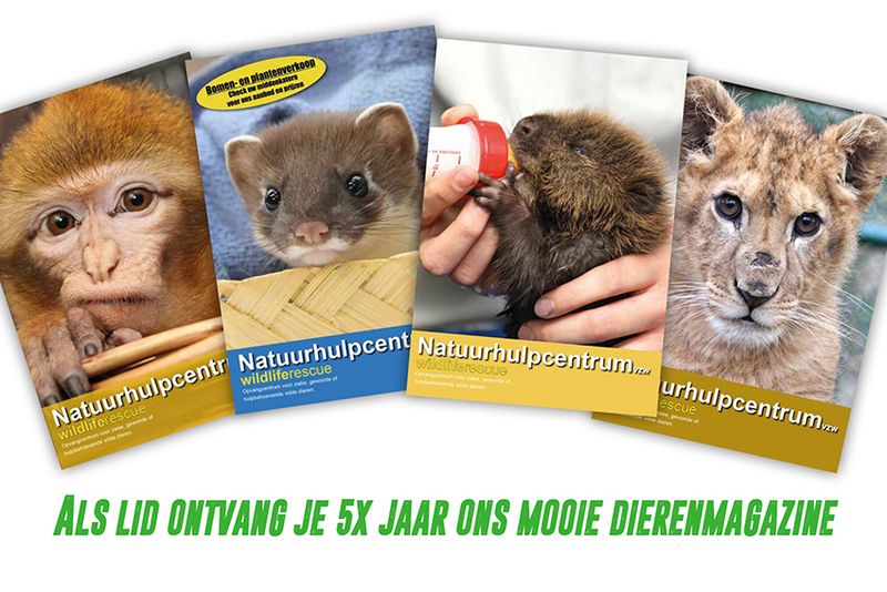 Erelidmaatschap
