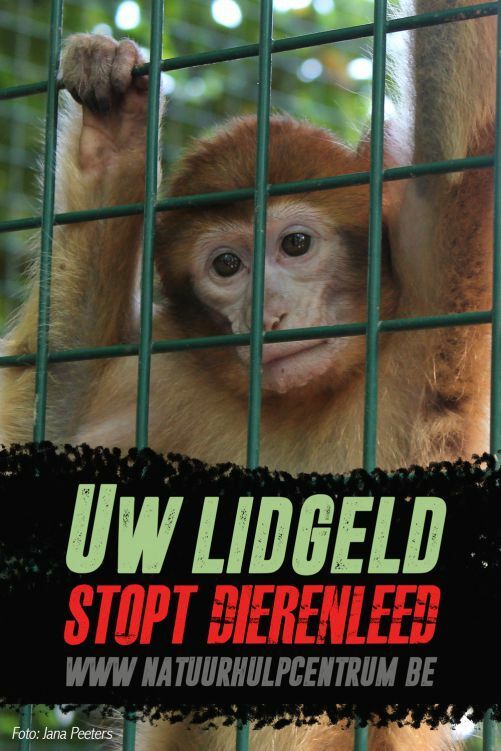 Steunend lidmaatschap