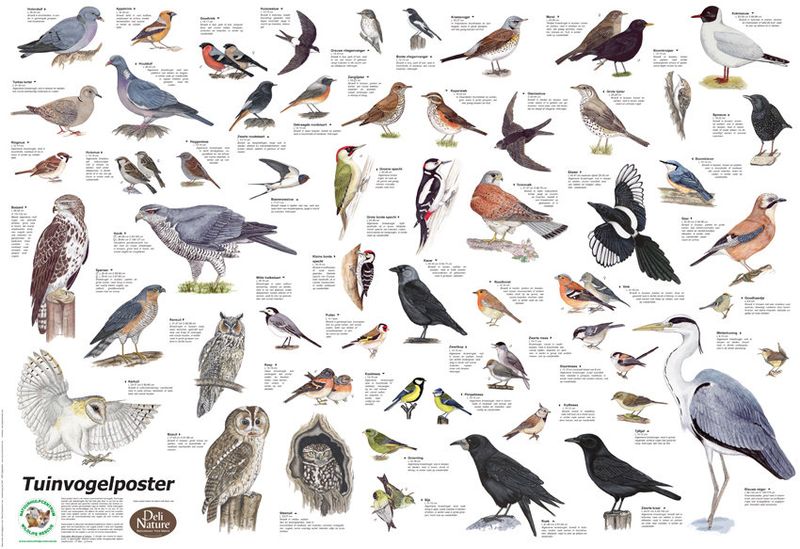 Tuinvogelposter