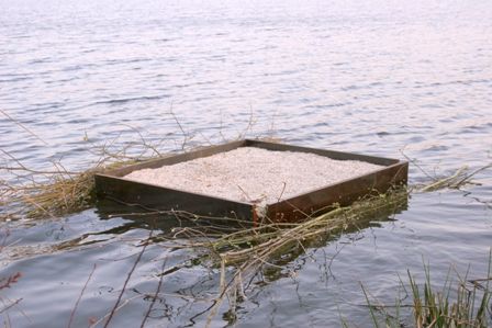 Visdief nestvlot