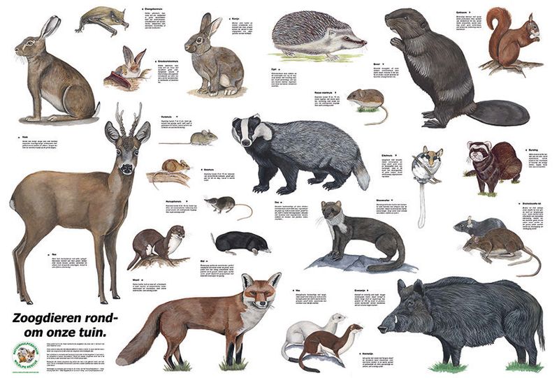 Zoogdierenposter