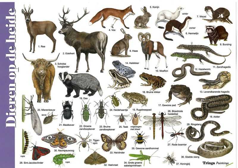 Herkenningskaart: Dieren op de heide