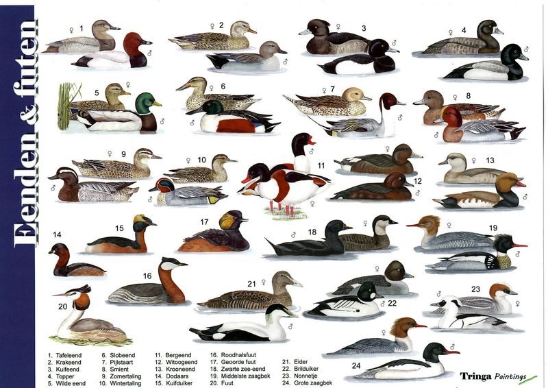 Herkenningskaart: Eenden &amp; futen