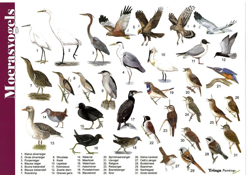 Herkenningskaart: Moerasvogels