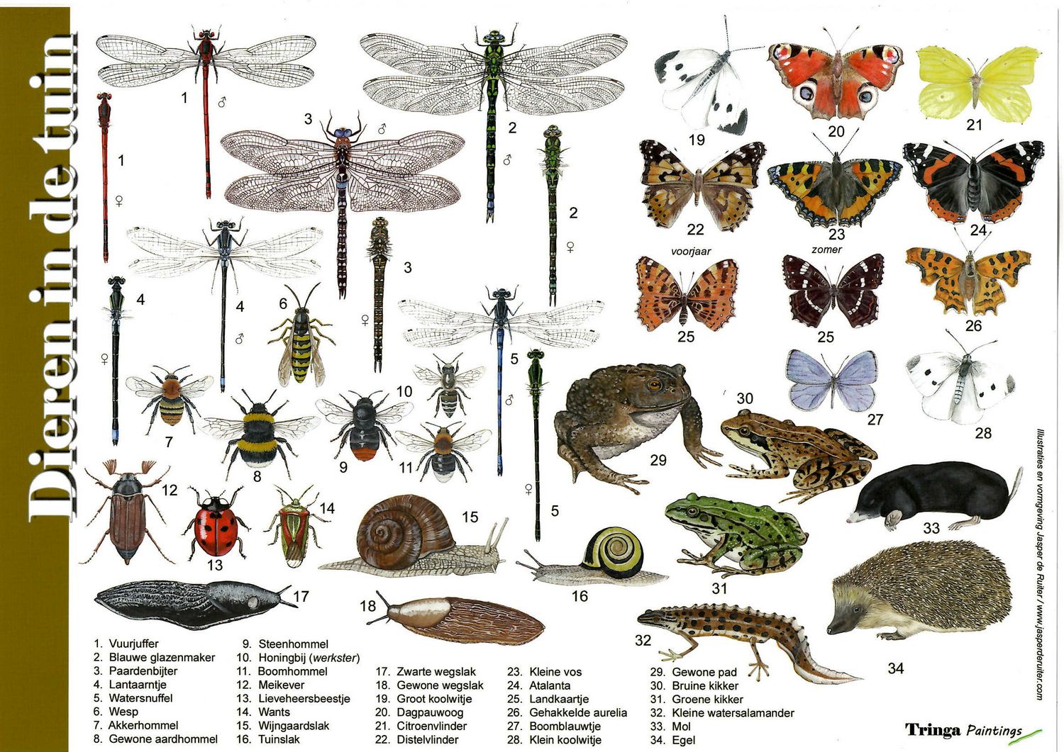 Herkenningskaart: vleermuizen