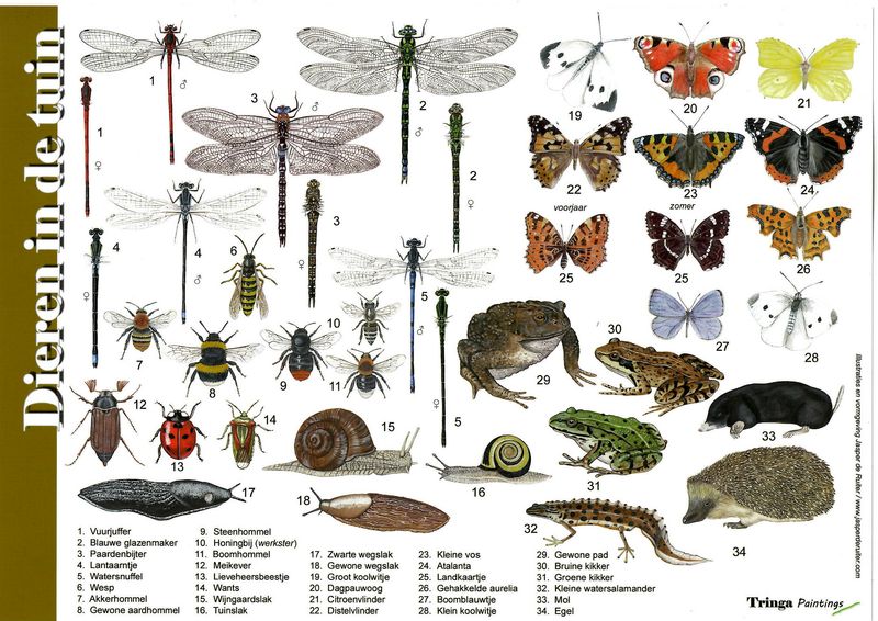 Herkenningskaart: vleermuizen