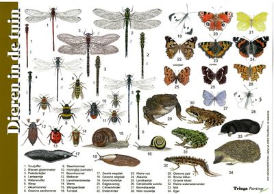 Herkenningskaart: vleermuizen