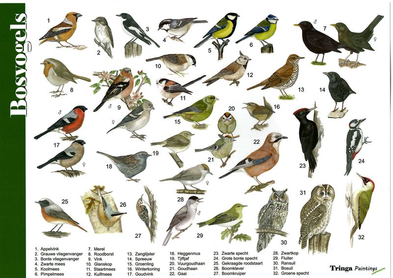Herkenningskaart: Bosvogels