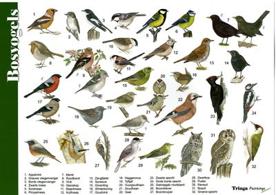 Herkenningskaart: Bosvogels