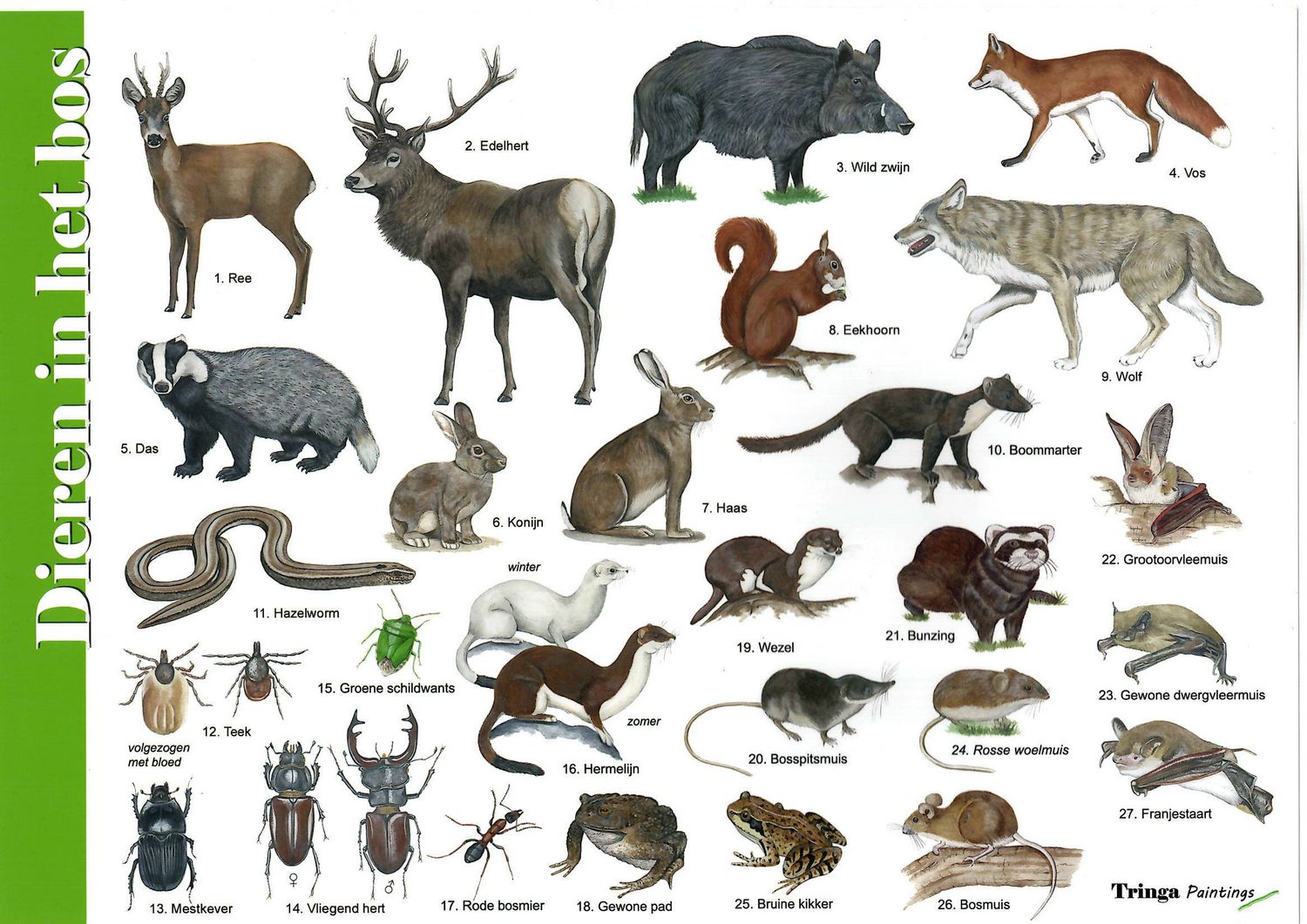 Herkenningskaart: Dieren in het bos