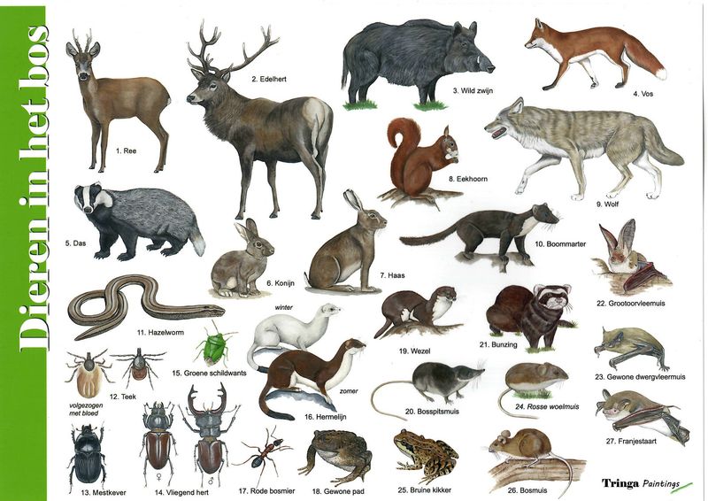 Herkenningskaart: Dieren in het bos