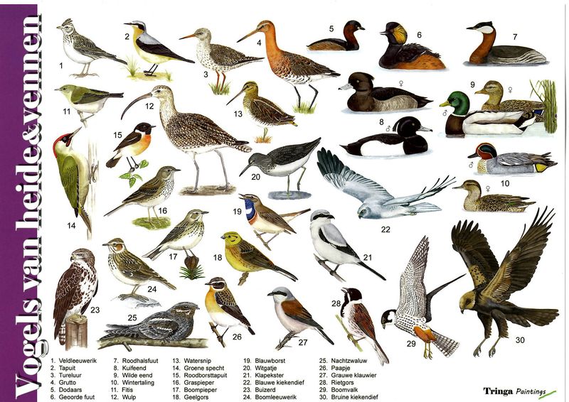 Herkenningskaart: Vogels van heide &amp; vennen