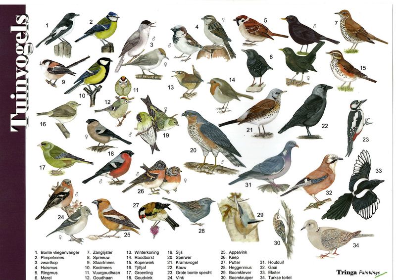 Herkenningskaart: Tuinvogels