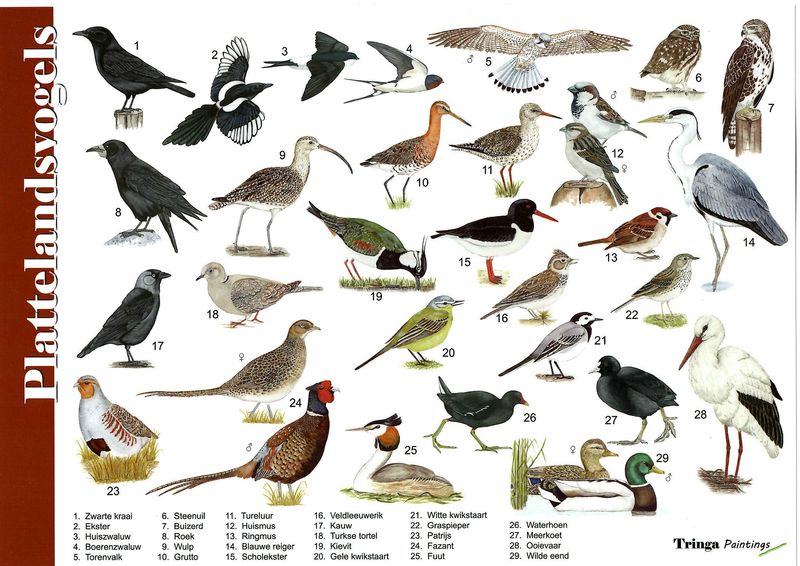Herkenningskaart: Plattelandsvogels