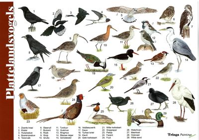 Herkenningskaart: Plattelandsvogels