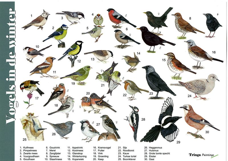 Herkenningskaart: Vogels in de winter