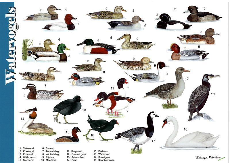 Herkenningskaart: Watervogels