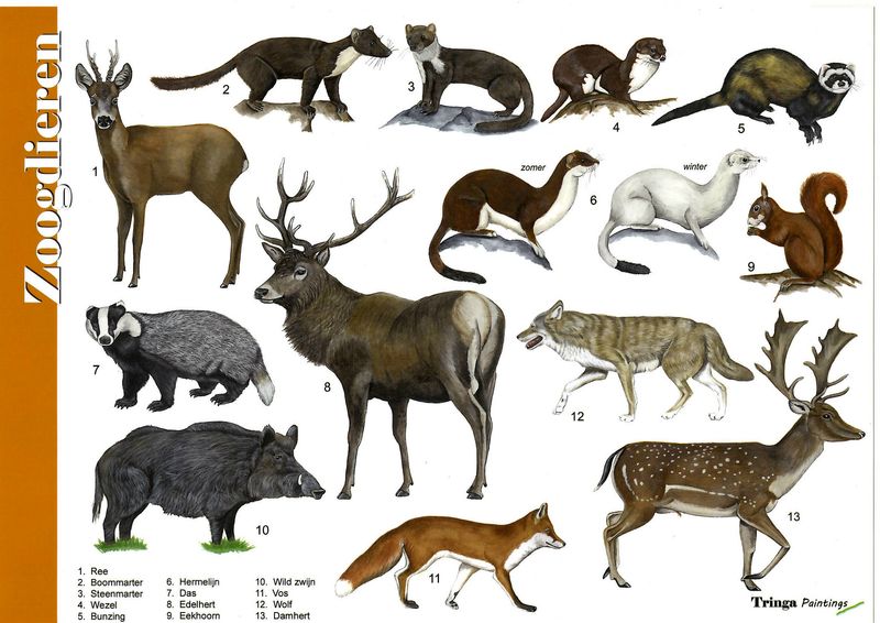 Herkenningskaart: Zoogdieren