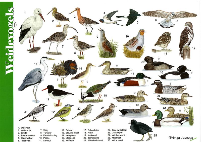 Herkenningskaart: Weidevogels