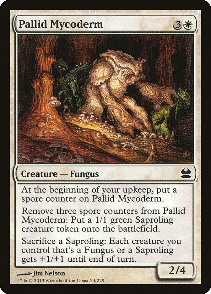 Pallid Mycoderm MMA_24