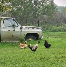 Poultry