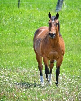 Equine