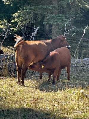 Cattle