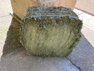 Hay