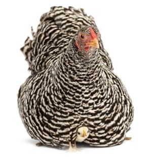 RH BARRED PLYMOUTH ROCK PULLET CHICKS