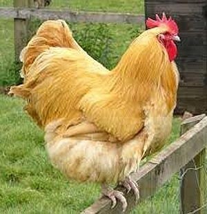 RH BUFF ORPINGTON CHICKS