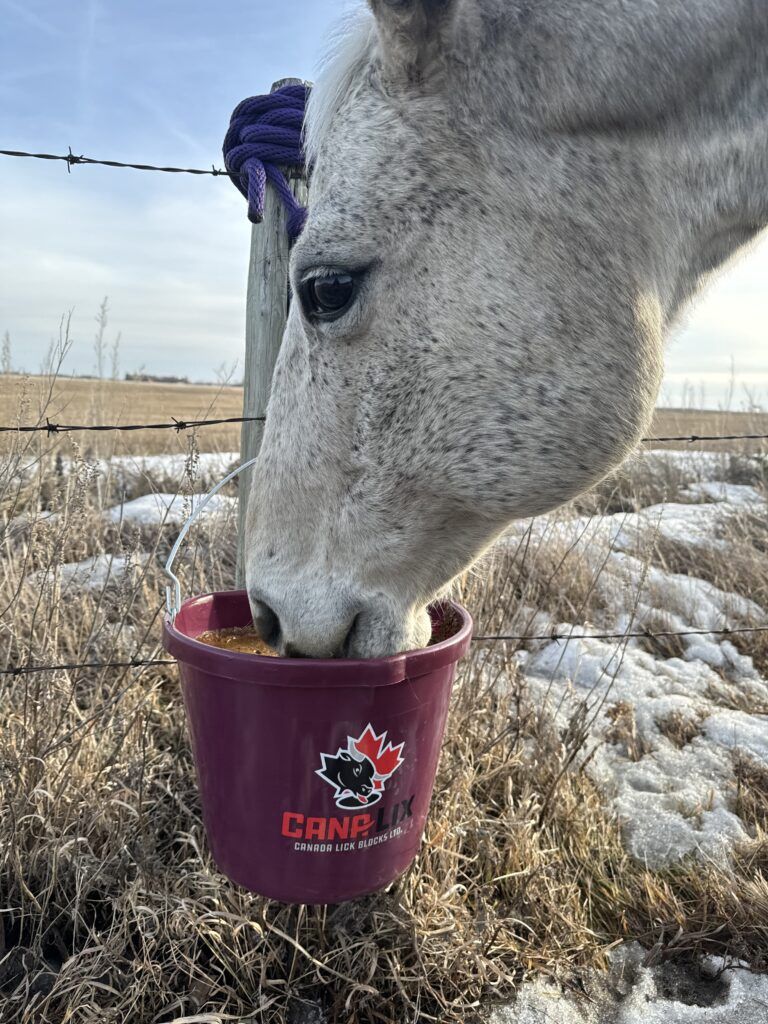 NR HORSE LICK 15% 40LB