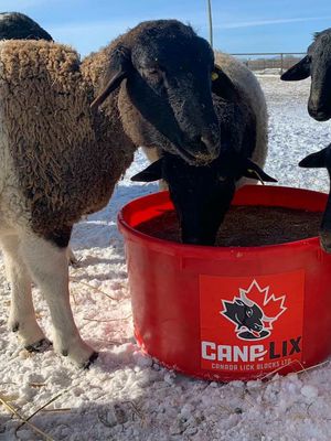 NR SHEEP 21% LICK TUB 125LB